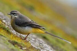 Grey Wagtail