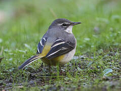 Grey Wagtail