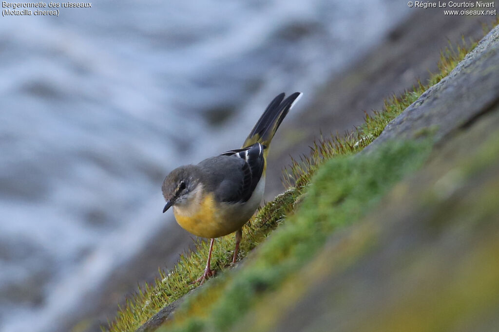 Grey Wagtail