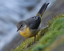 Grey Wagtail