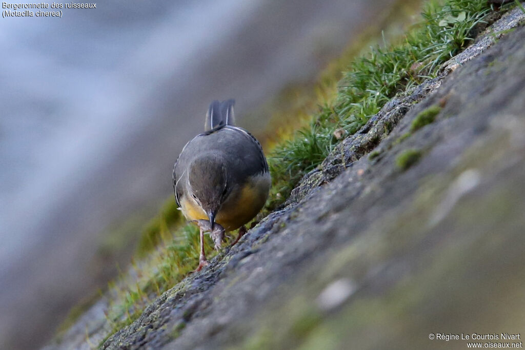 Grey Wagtail, fishing/hunting, eats