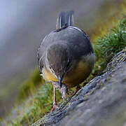 Grey Wagtail