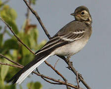 White Wagtail