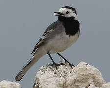 White Wagtail