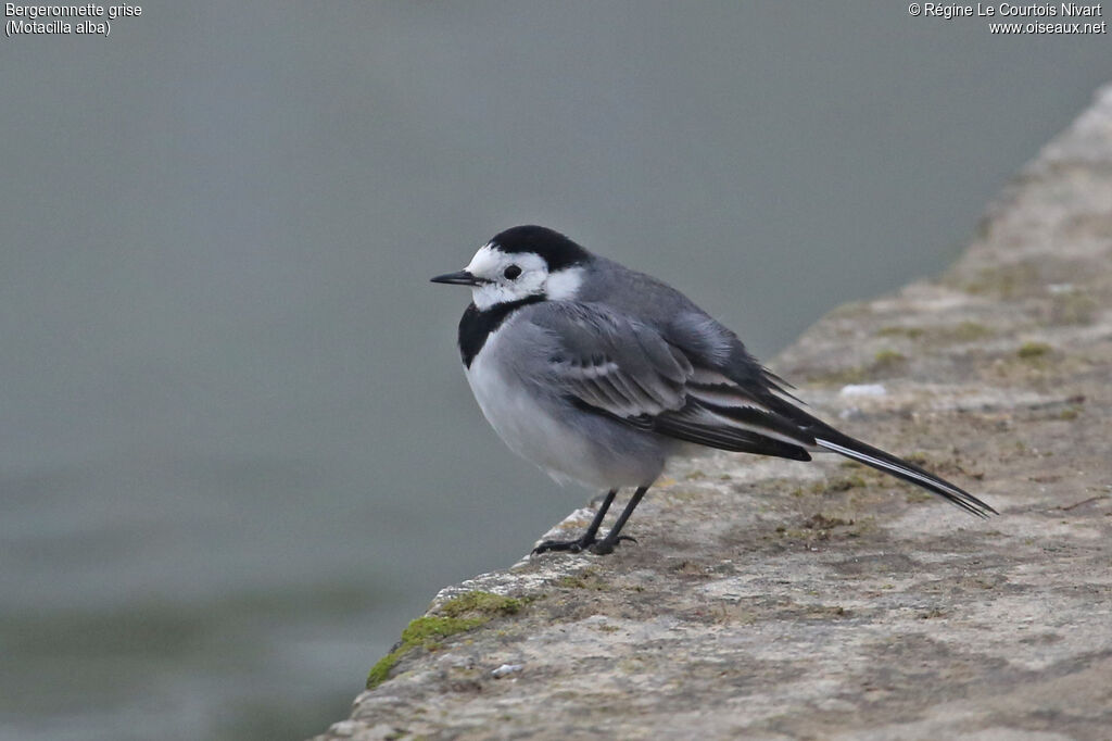 White Wagtail