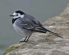 White Wagtail