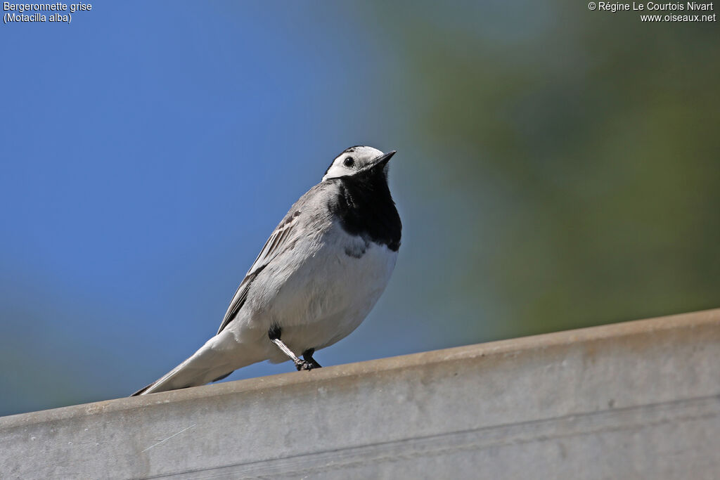 White Wagtail