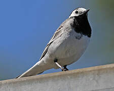 White Wagtail