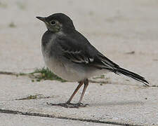 White Wagtail