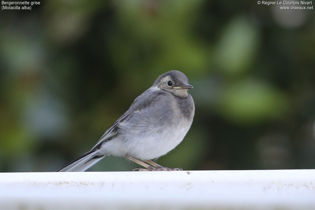 White Wagtailjuvenile