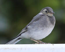 White Wagtail