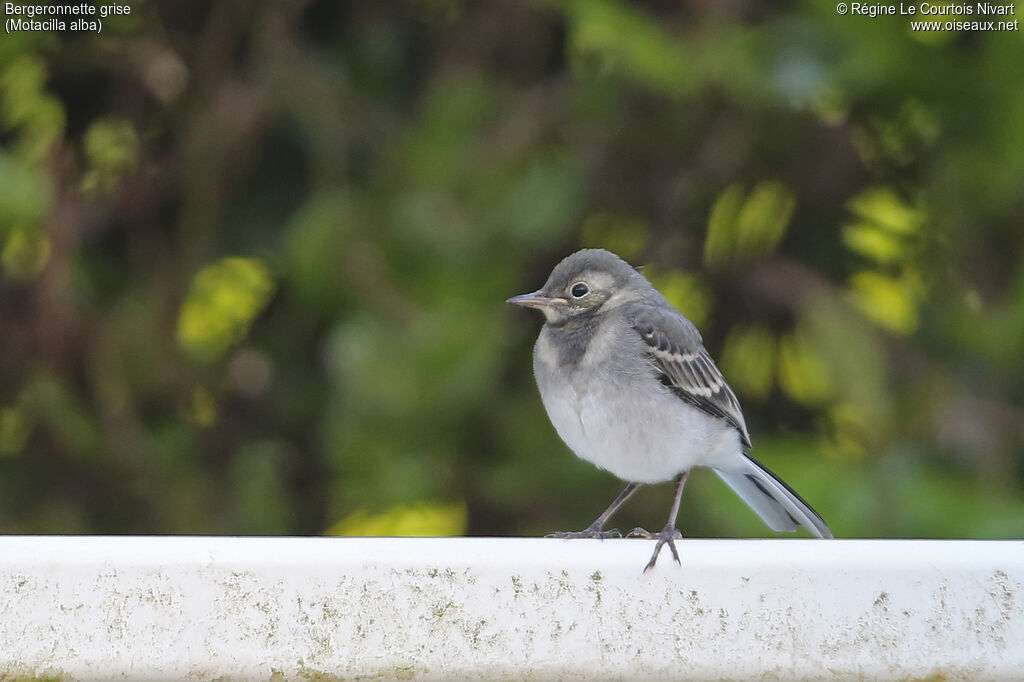 White Wagtail