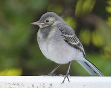 White Wagtail