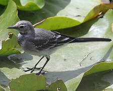 White Wagtail