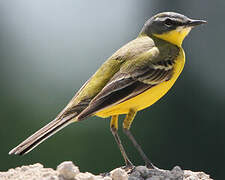 Western Yellow Wagtail