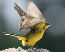 Western Yellow Wagtail