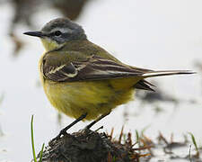 Western Yellow Wagtail