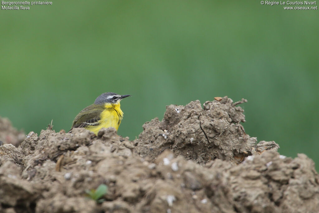 Western Yellow Wagtail