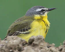 Western Yellow Wagtail