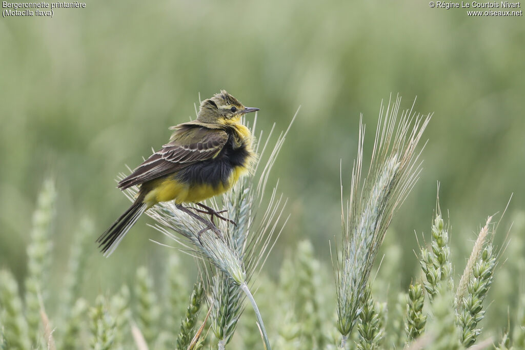 Western Yellow Wagtail