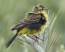 Western Yellow Wagtail