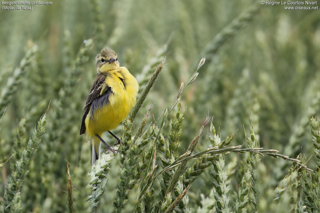 Western Yellow Wagtail