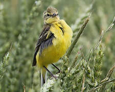 Western Yellow Wagtail