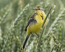 Western Yellow Wagtail