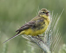 Western Yellow Wagtail