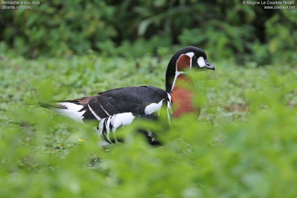 Red-breasted Goose