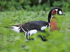 Red-breasted Goose