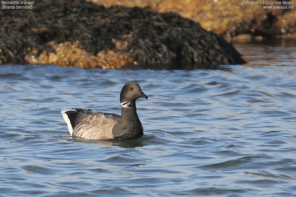 Brant Goose