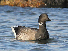 Brant Goose