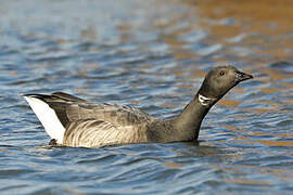 Brant Goose