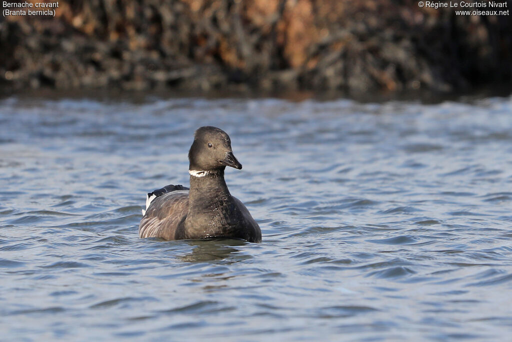 Brant Goose