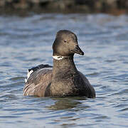 Brant Goose