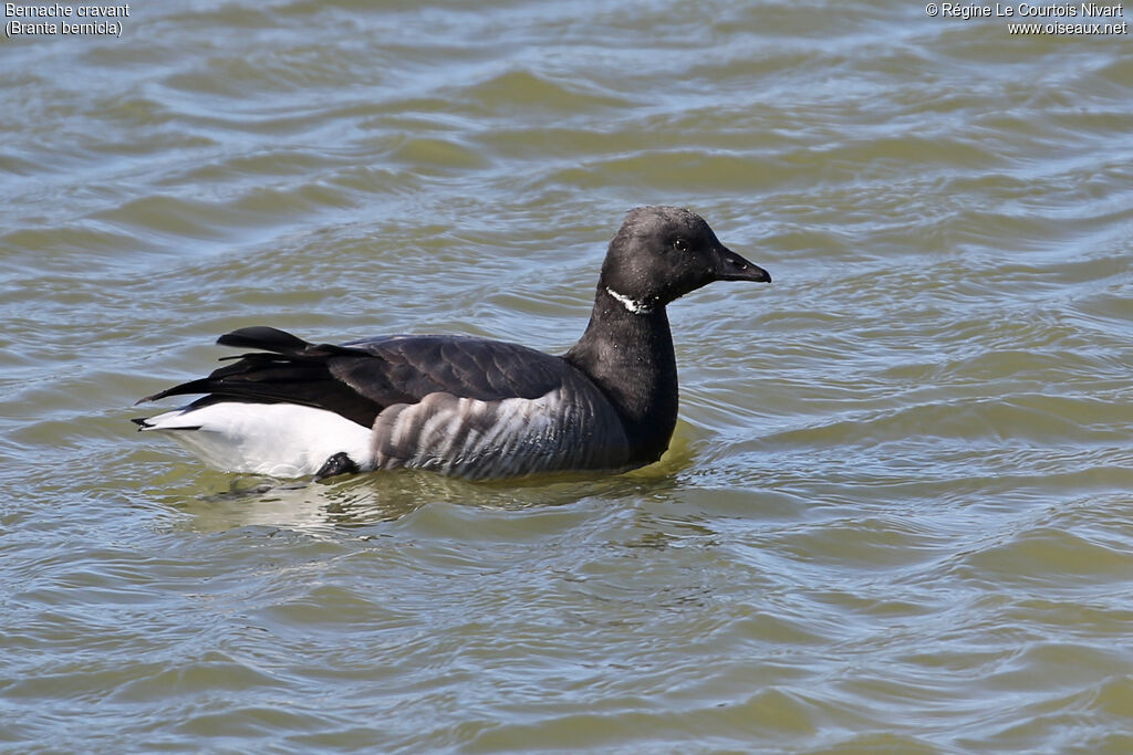 Brant Goose