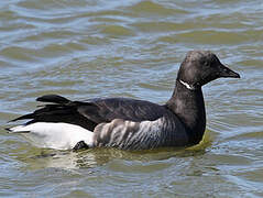 Brant Goose