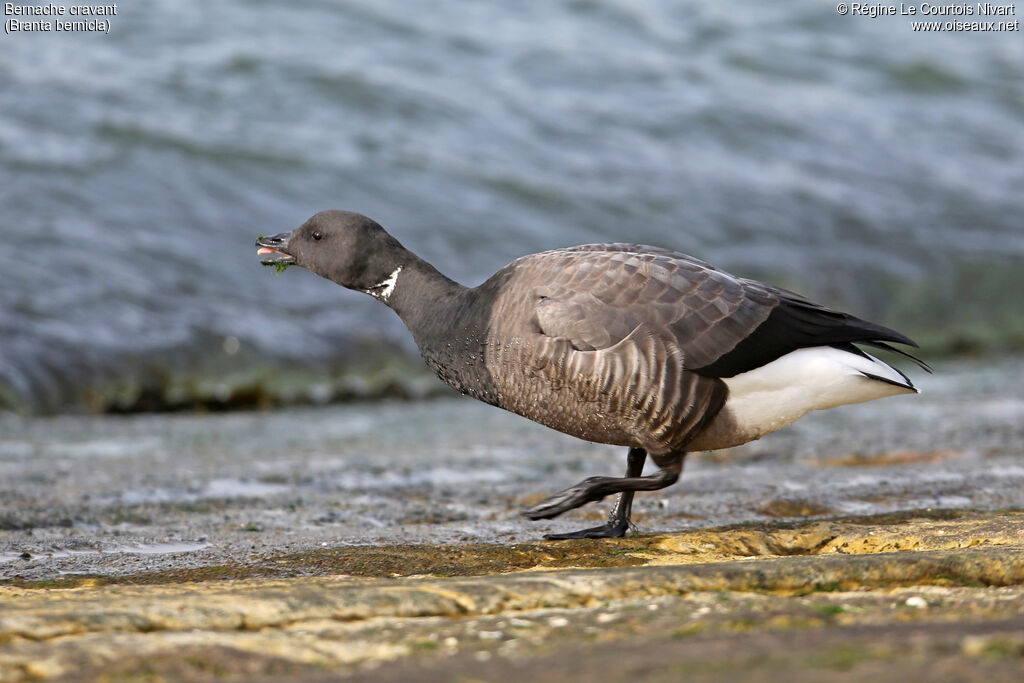 Brant Goose