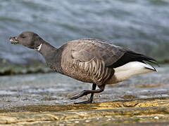 Brant Goose