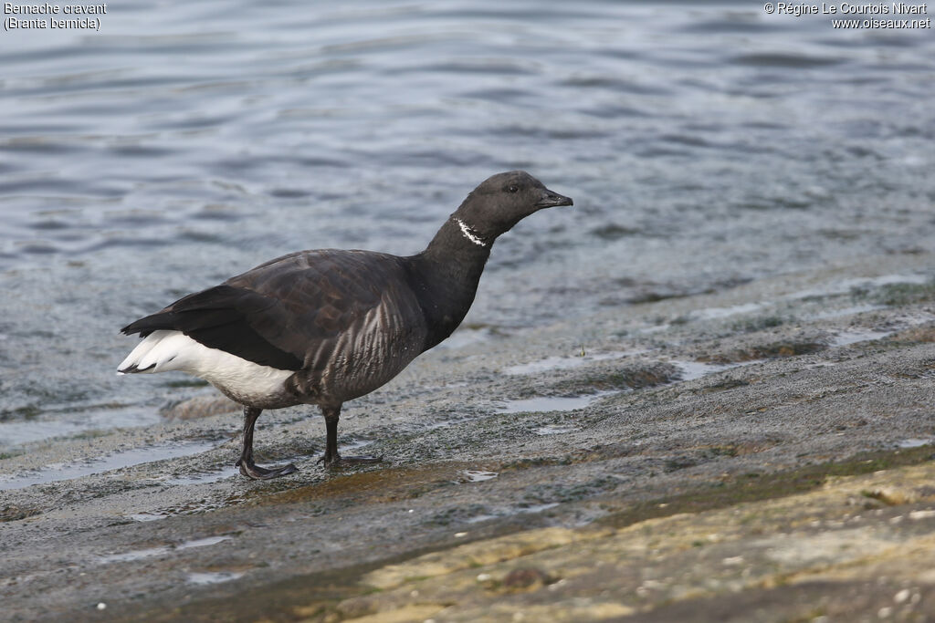 Brant Goose