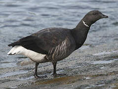 Brant Goose