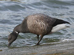 Brant Goose