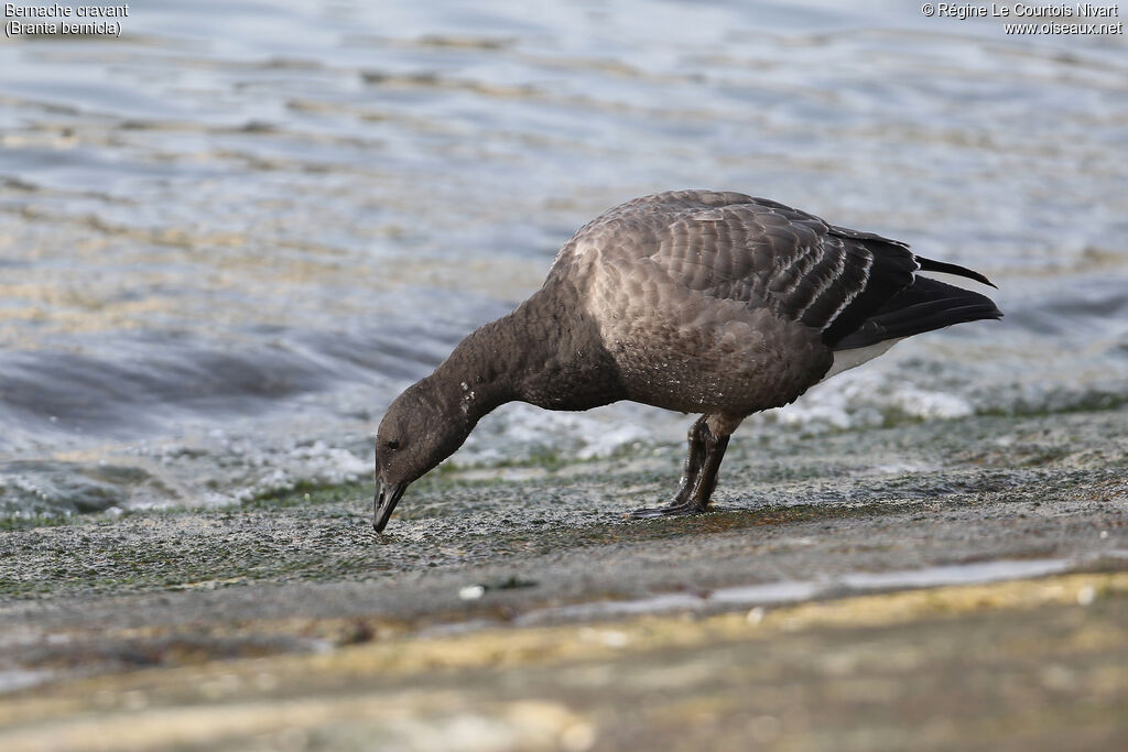 Brant Goose