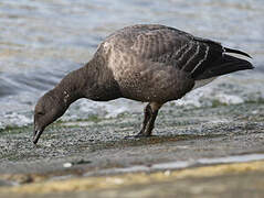 Brant Goose