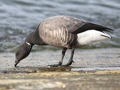 Brant Goose