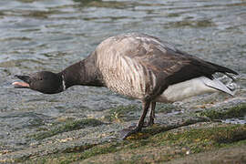 Brant Goose