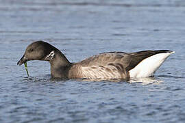 Brant Goose