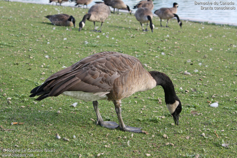 Canada Goose, feeding habits
