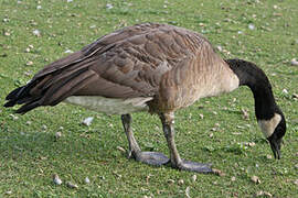 Canada Goose